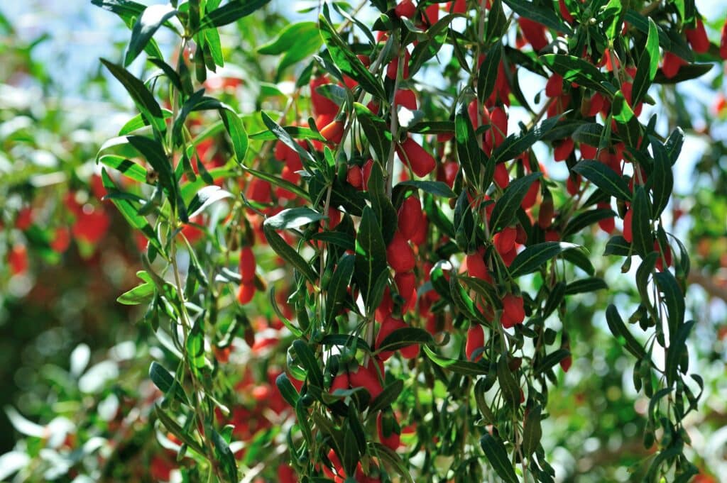 goji berryGoji berry fruits and plants in sunshine field