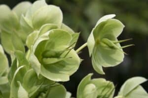 Čemeřice smrdutá Helleborus Foetidus