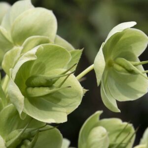 Čemeřice smrdutá Helleborus Foetidus
