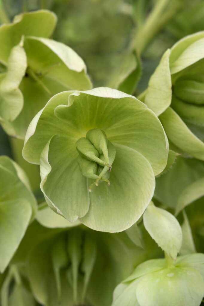 Čemeřice smrdutá Helleborus Foetidus