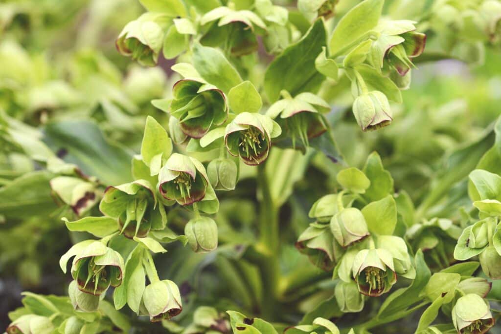 Čemeřice korsická Helleborus argutifolius