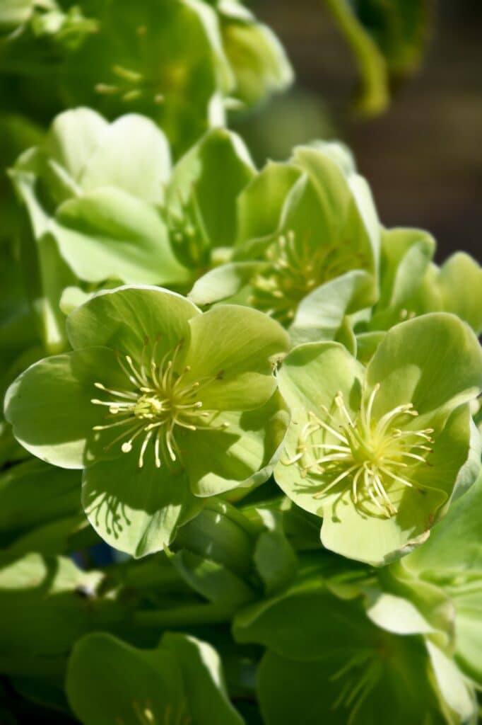 Čemeřice světle zelená Helleborus