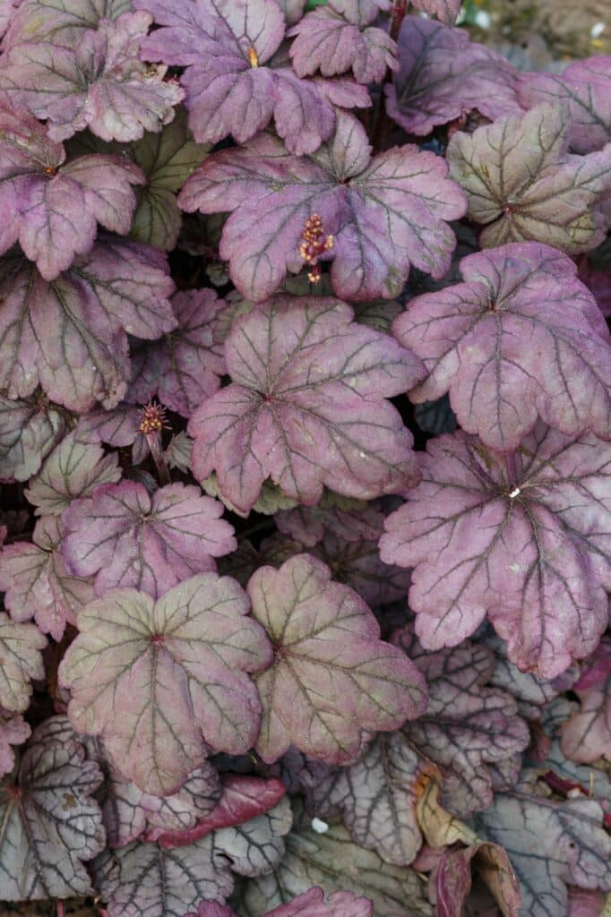 Dlužicha 4 Heuchera or coral bells, plant with beautiful colored leaves