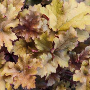 Dlužicha (Heuchera)