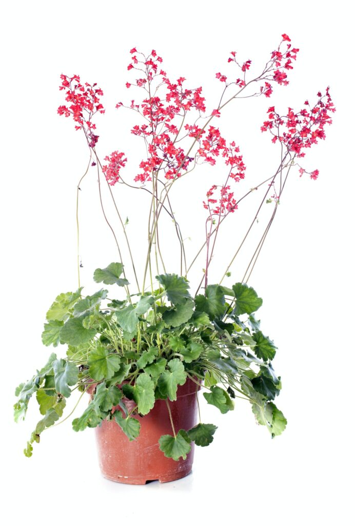 Dlužicha 3 Heuchera sanguinea