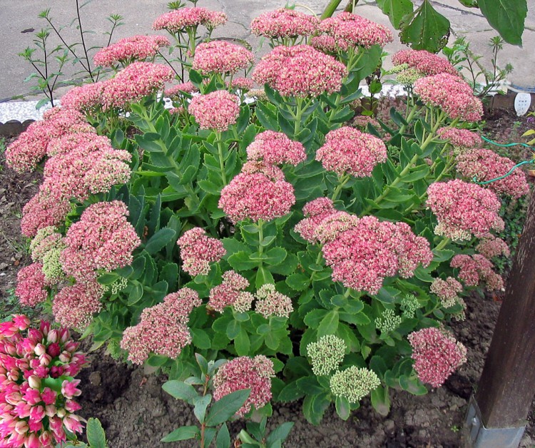 Sedum telephium, rozchodník velký​