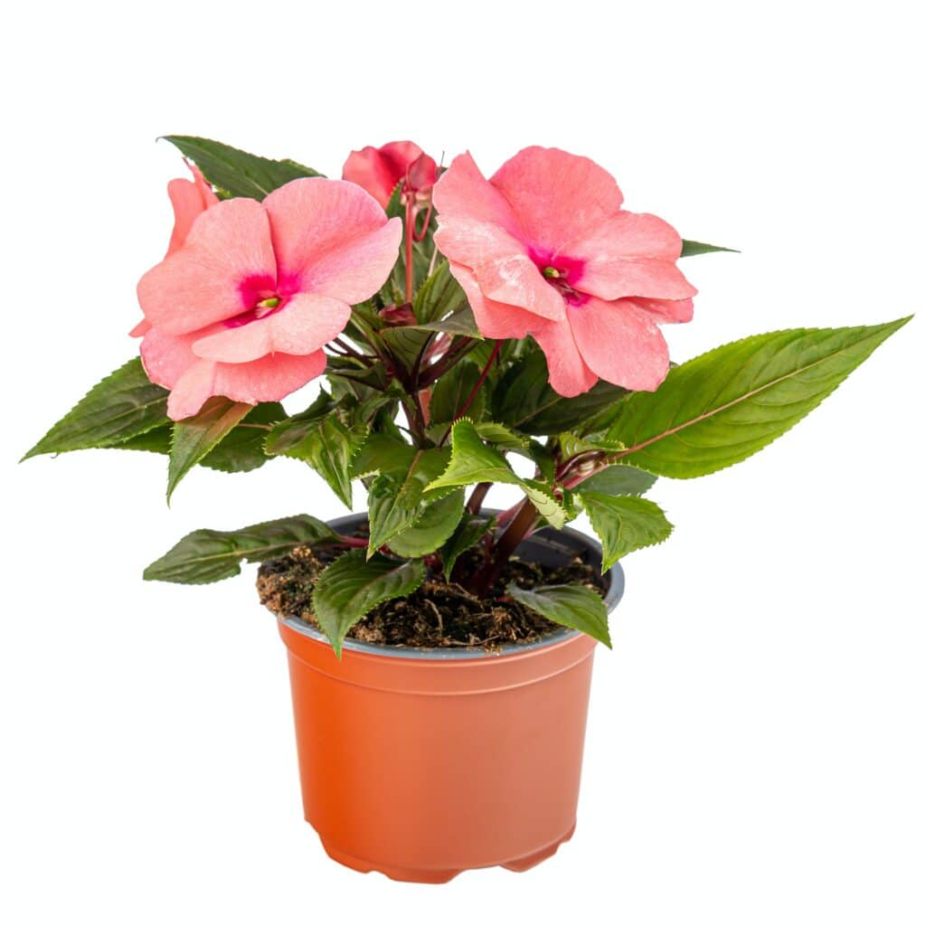 Netýkavka Impatiens walleriana