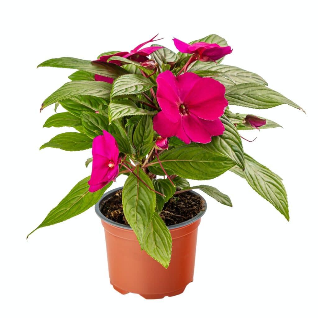 Netýkavka Impatiens walleriana sultana