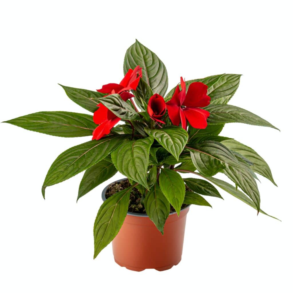 Netýkavka Impatiens walleriana - Zanzibar balsam