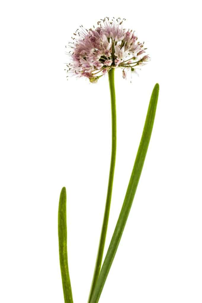 Trvalky - okrasný česnek