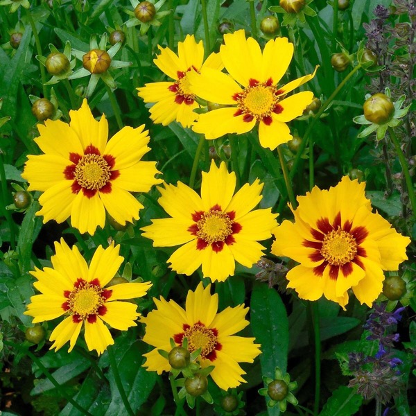 Coreopsis lanceolata​