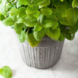 Meduňka lékařská