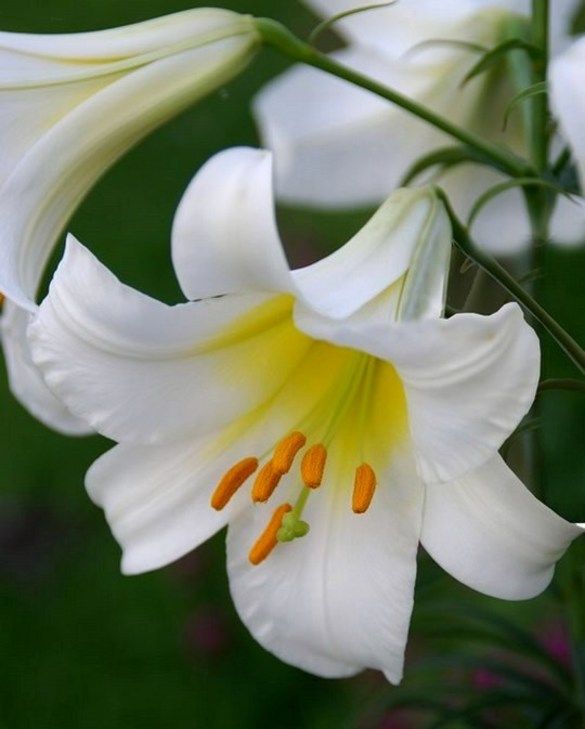 lilie královská Lilium regale
