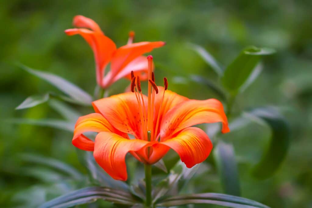 Lilie cibulkonosná Lilium bulbiferum