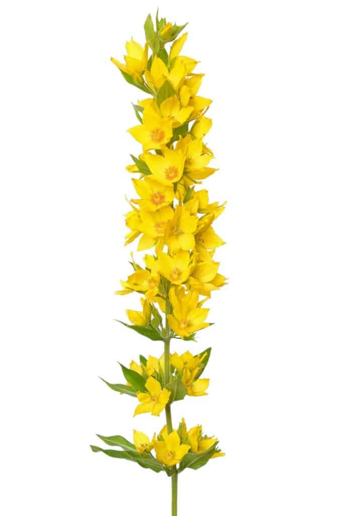 Trvalky do polostínu vrbina