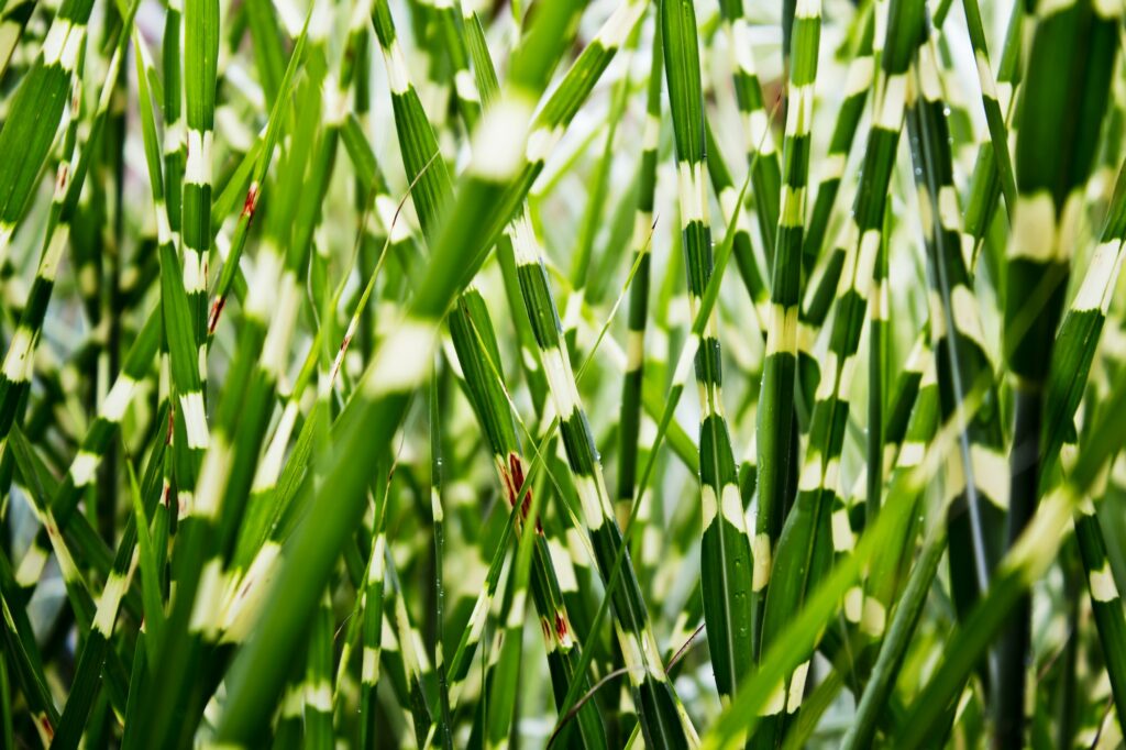 Podzimní trvalky ozdobnice