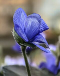 Jaterník květ Hepatica