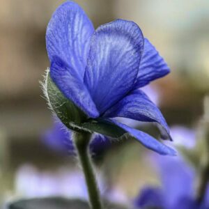 Jaterník květ Hepatica