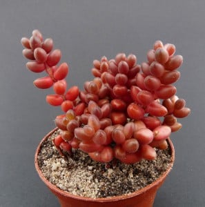 Sedum stahlii, rozchodník Stahlův​