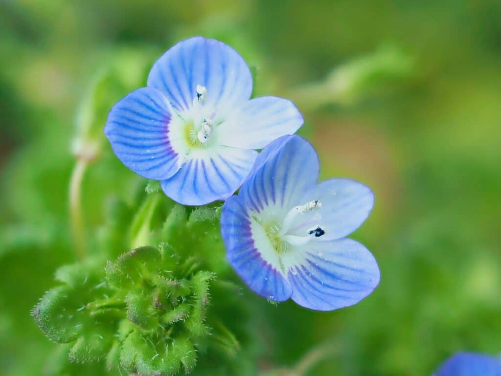 Rozrazil perský veronica persica