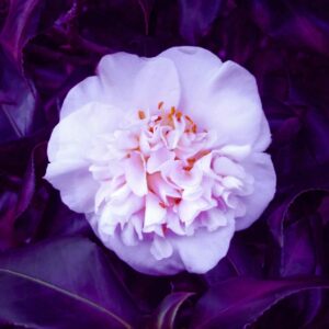 Kyselomilné rostliny Kamélie