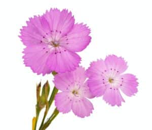 Hvozdík růžový Dianthus carthusianorum