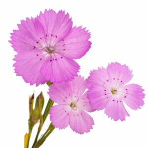 Hvozdík růžový Dianthus carthusianorum