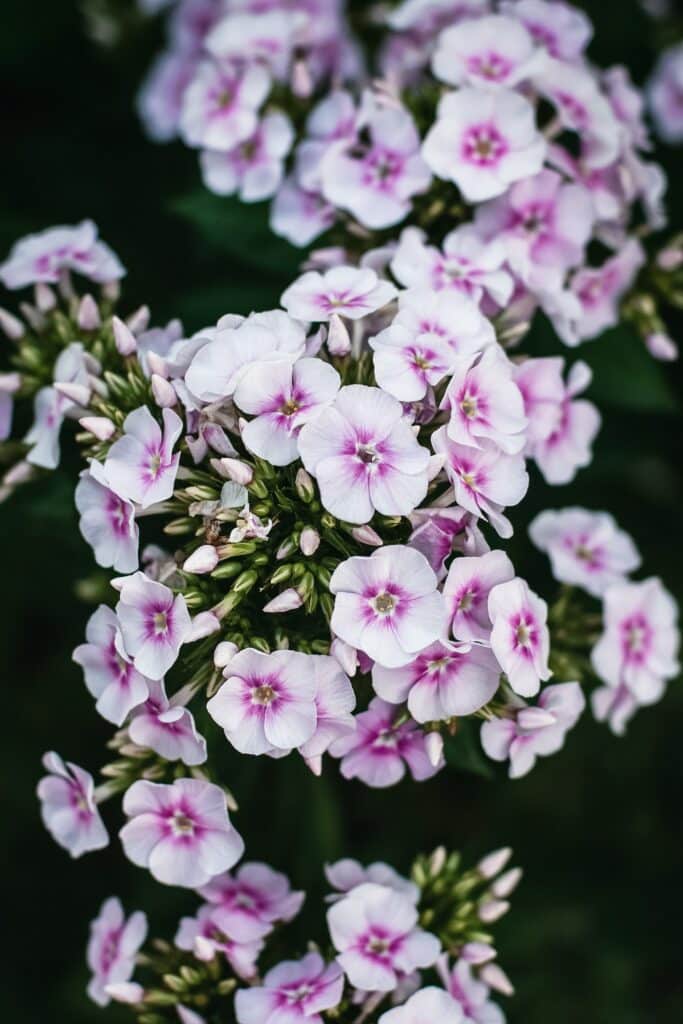 Pink garden phlox flowers closeup, Phlox paniculata blooming