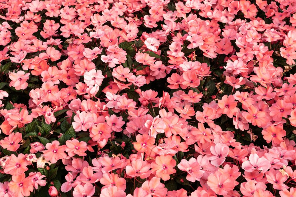 Pink Impatiens walleriana background