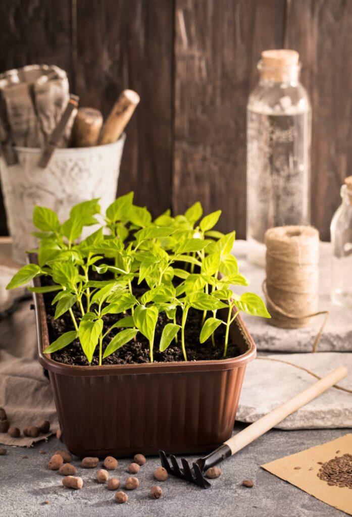 Plodová zelenina - paprika