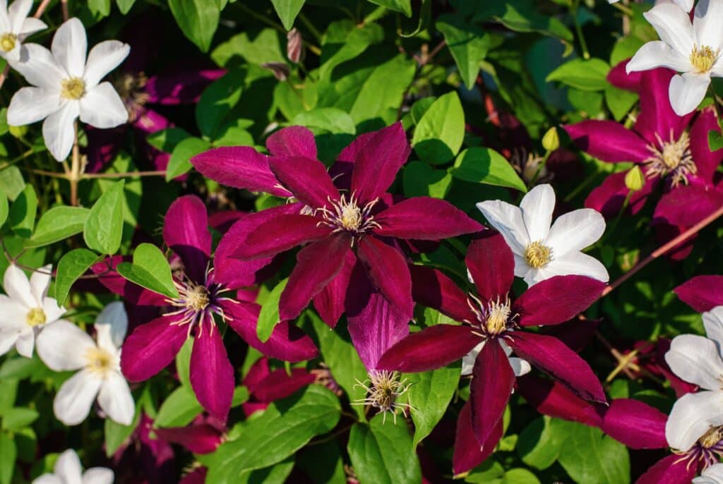 Popínavé rostliny na plot clematis