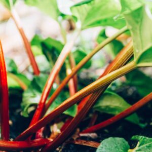 Rebarbora - kdy sklízet rebarboru