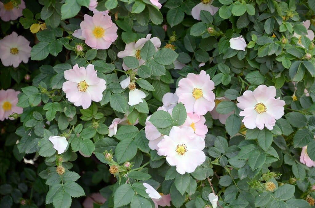 růže šípková keř