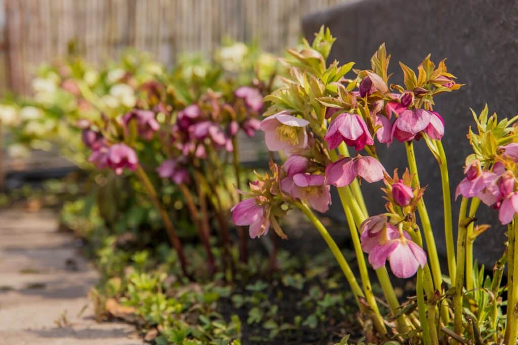 Čemeřice pěstování Helleborus