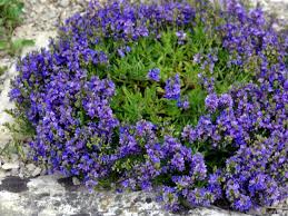 rozrazil rozprostřený Veronica prostata