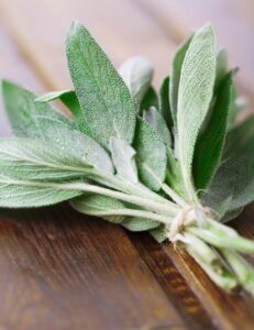 Šalvěj lékařská