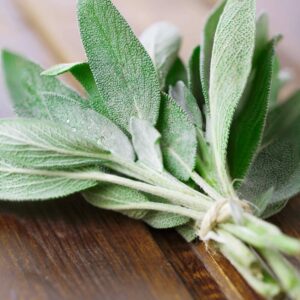 Šalvěj lékařská