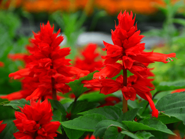 Salvia splendens