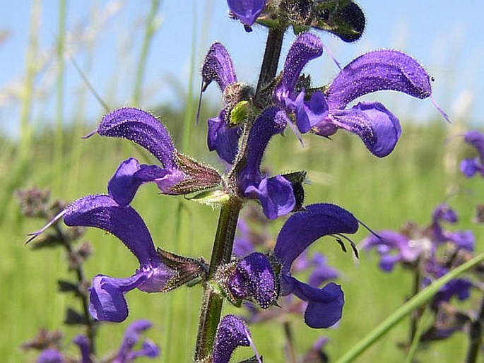 SALVIA PRATENSIS L. – šalvěj luční