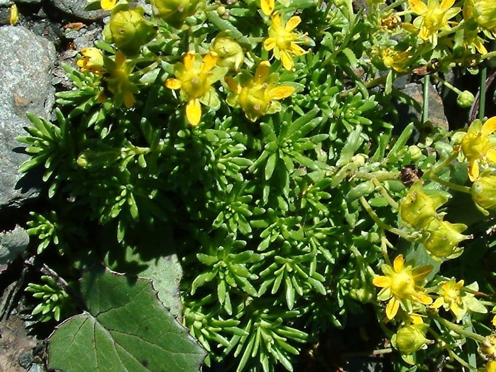 Lomikámen vždyzelený, Saxifraga aizoides​