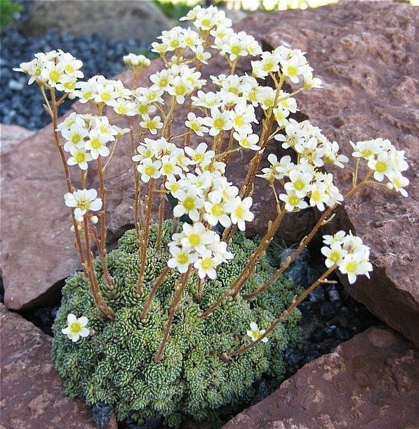 Lomikámen vždyživý, Saxifraga paniculata​