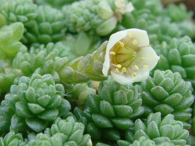 Sedum compactum, rozchodník kompaktní​