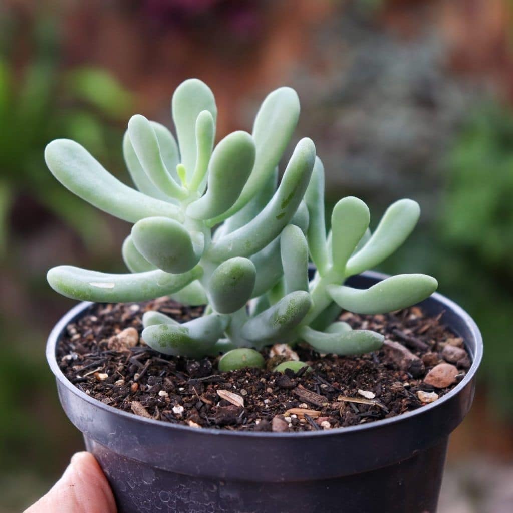 Sedum allantoides, rozchodník uzenkovitý​