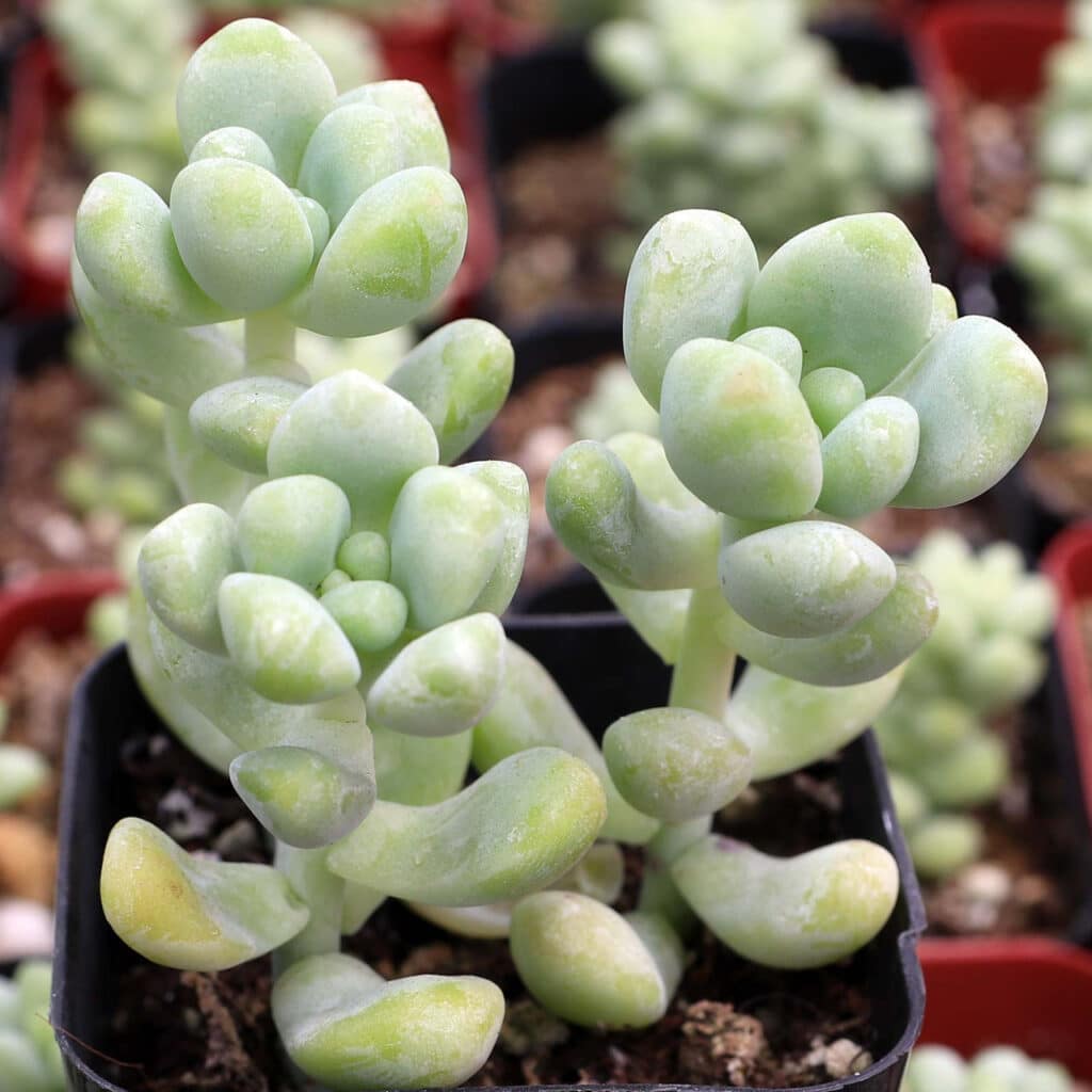Sedum treleasei, rozchodník Treleaseův​