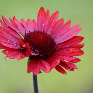 Kokarda červená gaillardia