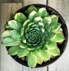 Netřesk v květináči