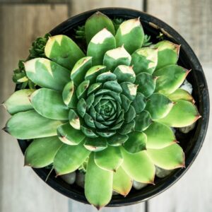 Netřesk v květináči