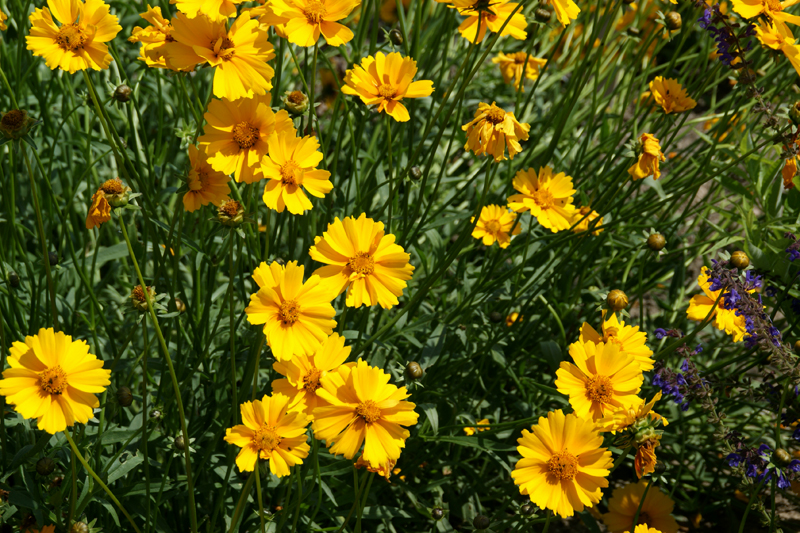 Coreopsis grandiflora 'Badengold'​