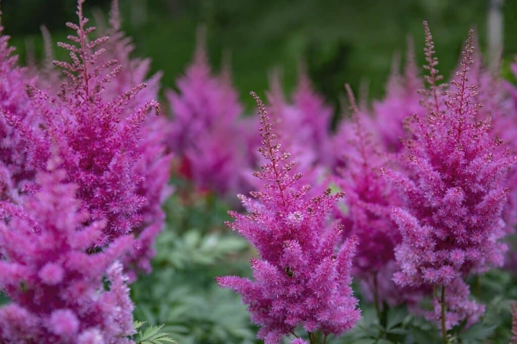 Čechrava čínská astilbe chinensis