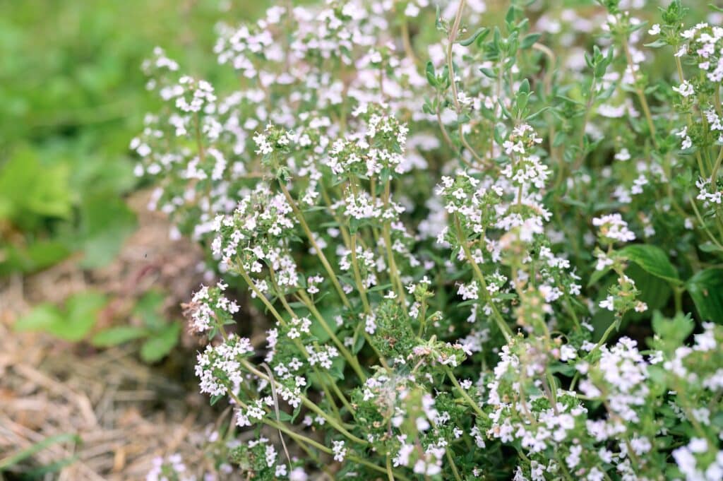 Mateřídouška vejčitá